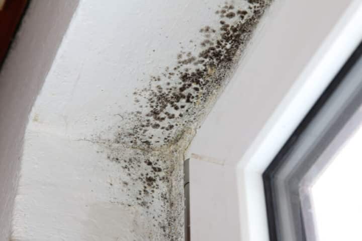 Why It Is Important To Test For Mold In Your Home